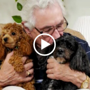 Video: About Peaceful Passing for Pets