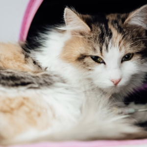 Is Pet Hospice Right for You?